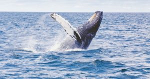 whale watching tour byron bay australia east coast