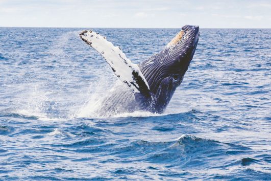 whale watching tour byron bay australia east coast