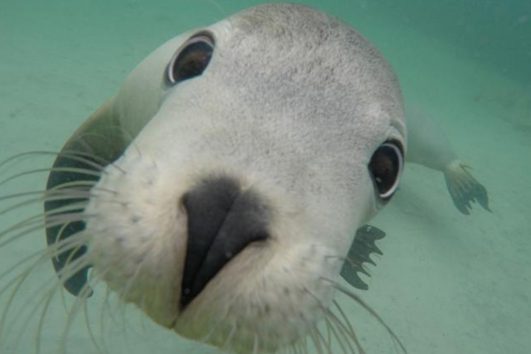 swim with sea lions port lincoln australia calypso start charters